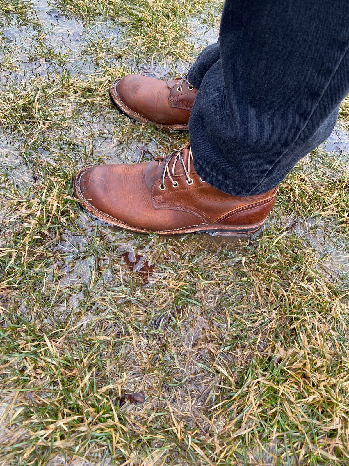 Photo by michaelkarant on March 22, 2026 of the Nicks Falcon in Spokane Honey.