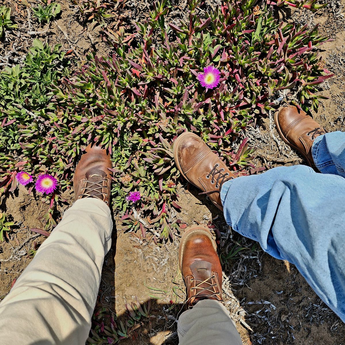 Photo by Janbiya on May 16, 2025 of the Nicks Urban Logger in Italian Brown Cypress.