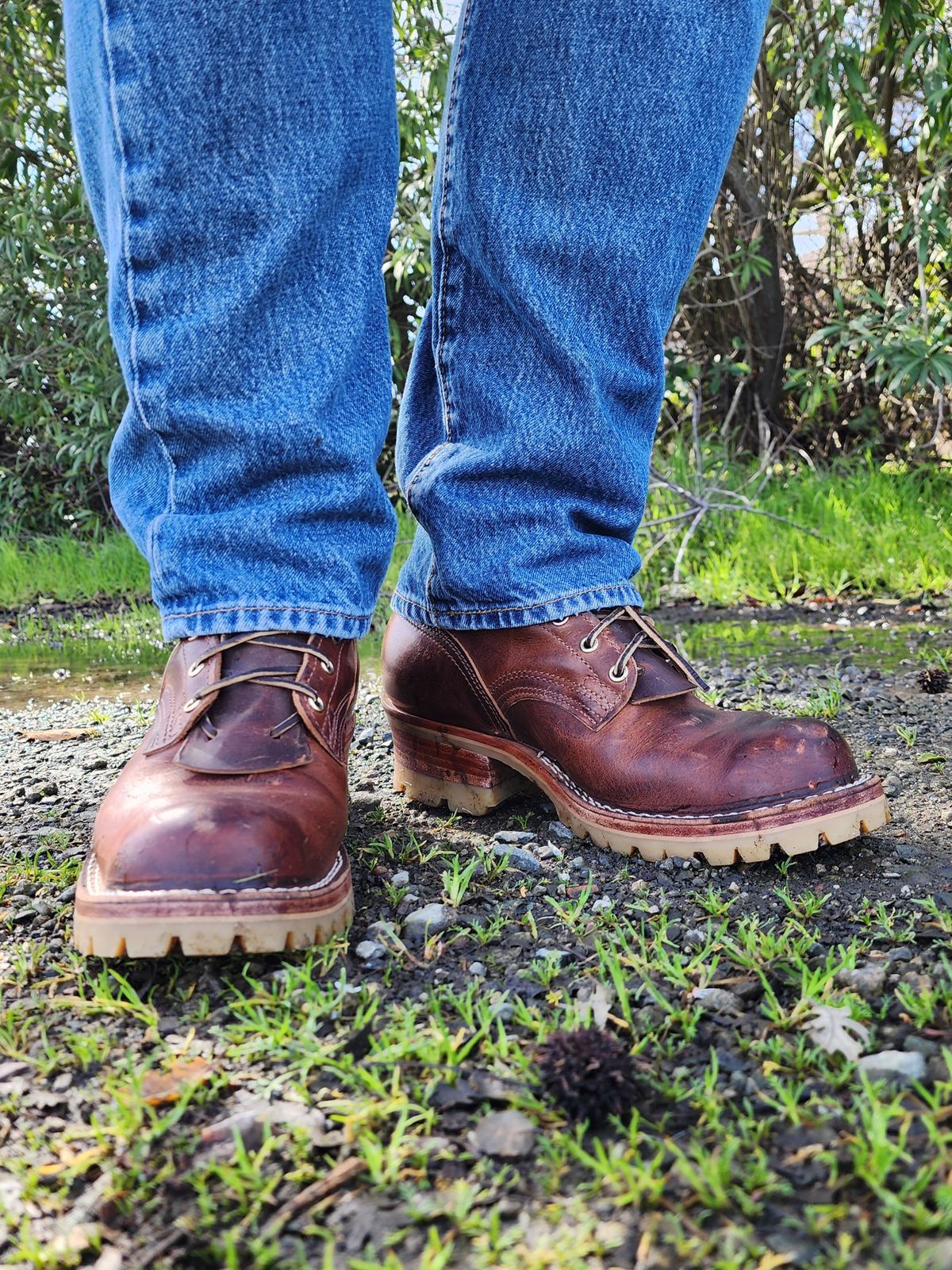 Photo by Janbiya on February 22, 2026 of the Nicks Urban Logger in Italian Brown Cypress.
