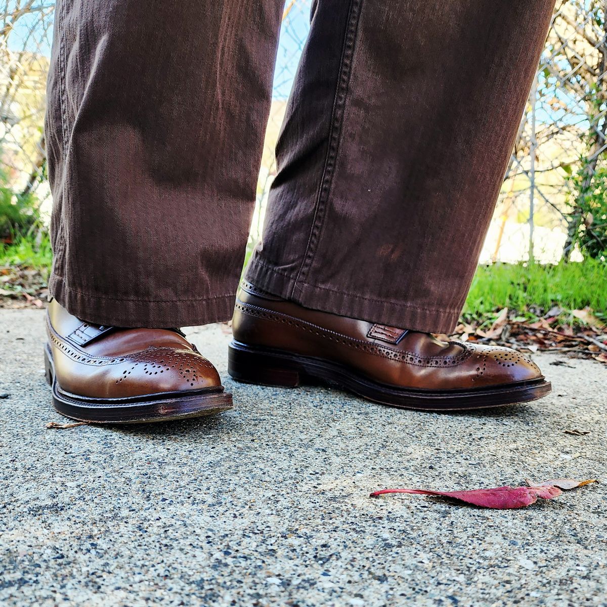 Photo by Janbiya on November 2, 2025 of the Carmina Long Wing Blucher Shoes 532 in Horween Armagnac Shell Cordovan.