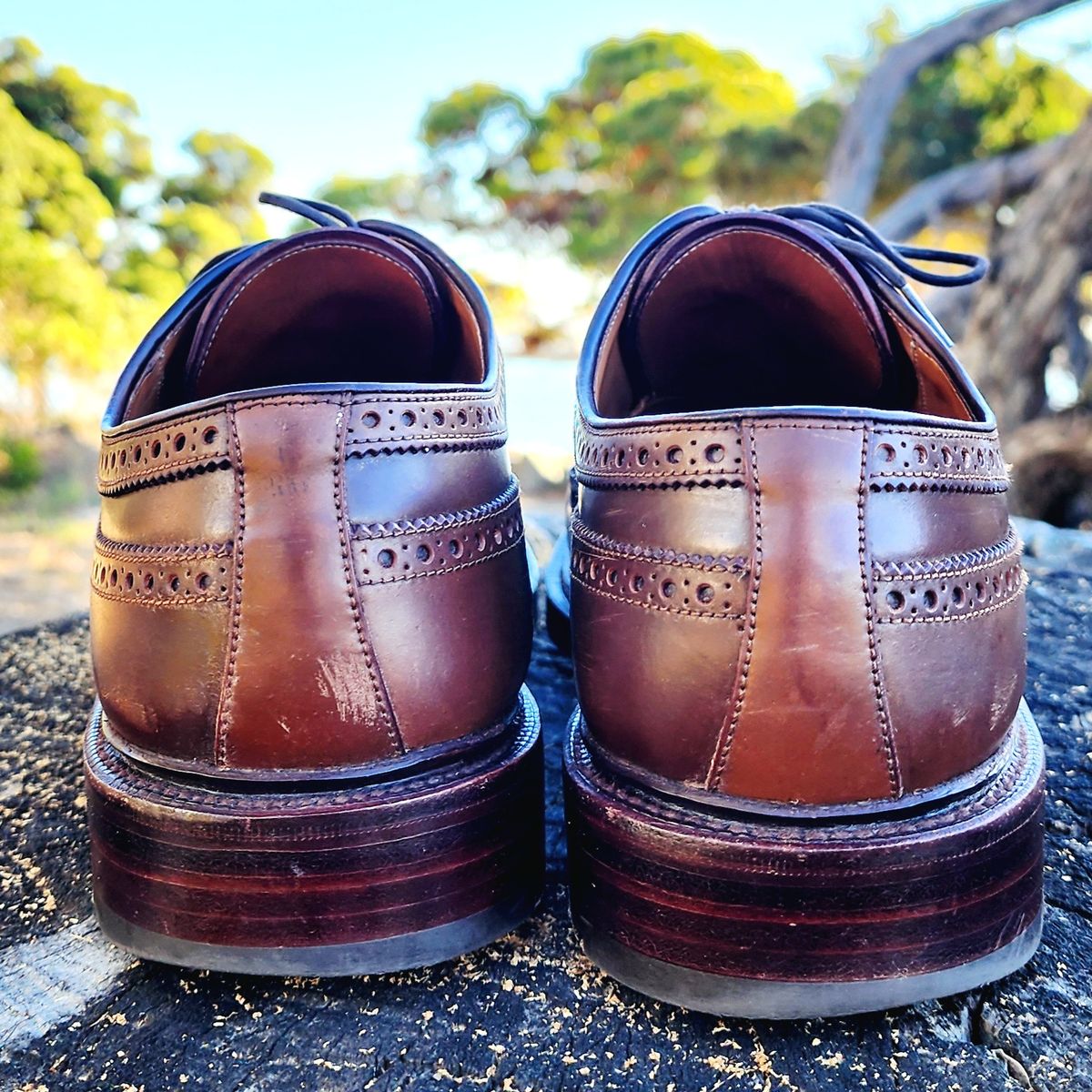 Photo by Janbiya on November 1, 2025 of the Carmina Long Wing Blucher Shoes 532 in Horween Armagnac Shell Cordovan.