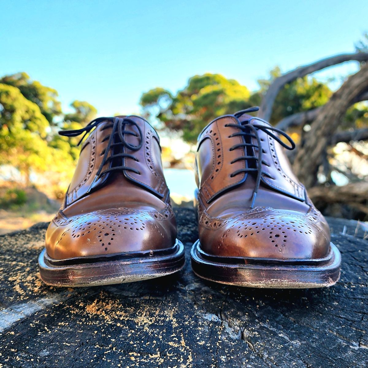 Photo by Janbiya on November 1, 2025 of the Carmina Long Wing Blucher Shoes 532 in Horween Armagnac Shell Cordovan.