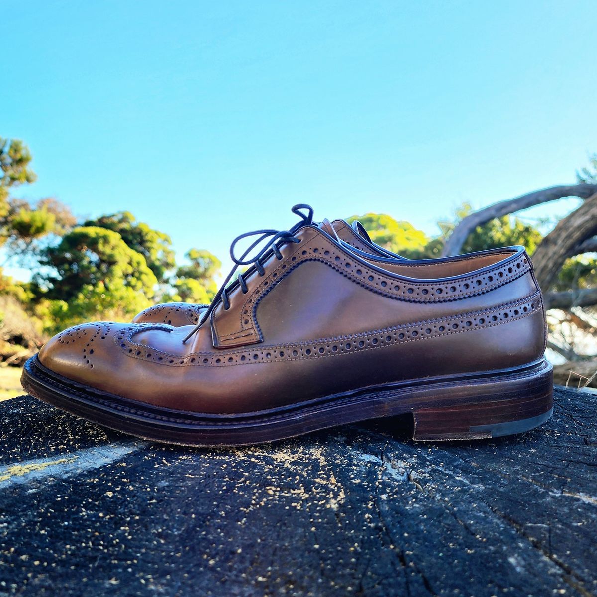 Photo by Janbiya on November 1, 2025 of the Carmina Long Wing Blucher Shoes 532 in Horween Armagnac Shell Cordovan.