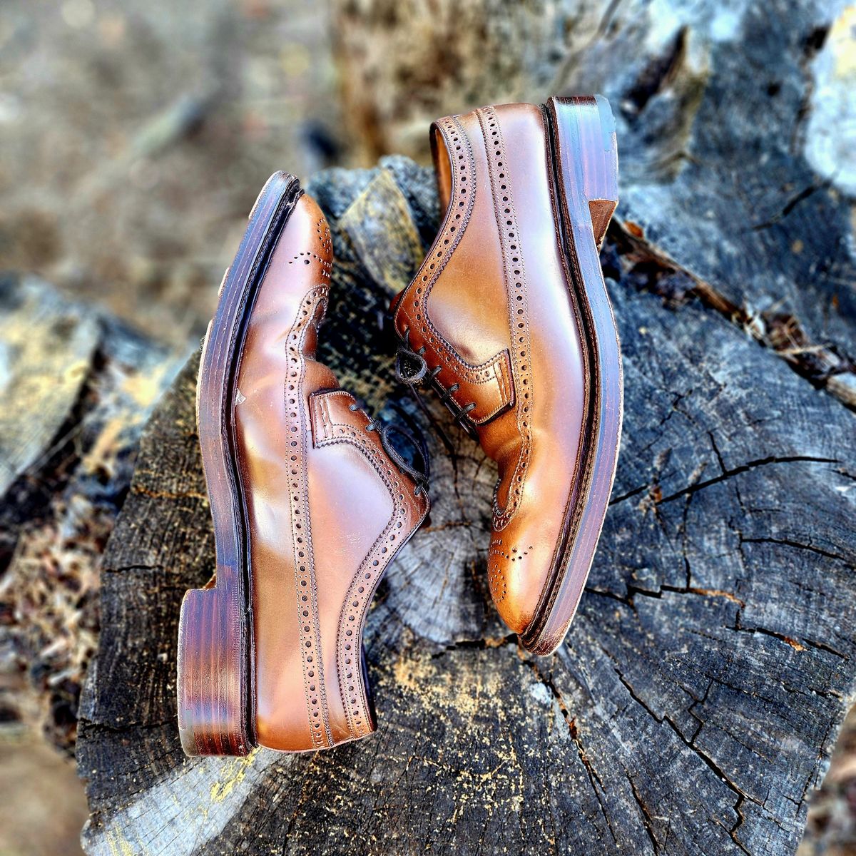 Photo by Janbiya on November 1, 2025 of the Carmina Long Wing Blucher Shoes 532 in Horween Armagnac Shell Cordovan.