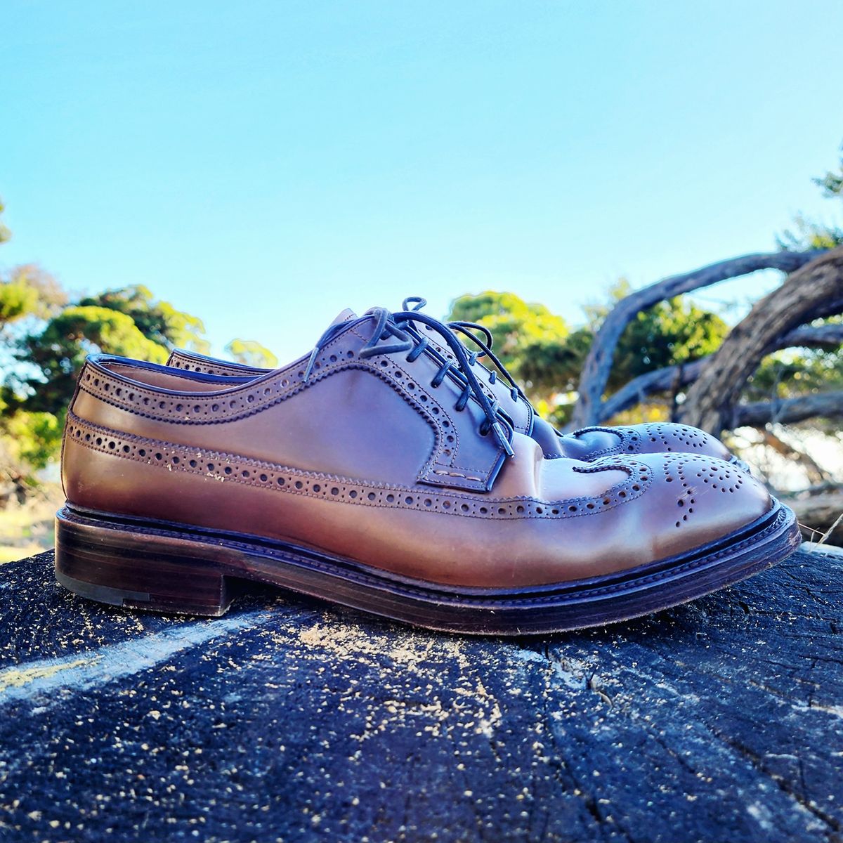 Photo by Janbiya on November 1, 2025 of the Carmina Long Wing Blucher Shoes 532 in Horween Armagnac Shell Cordovan.