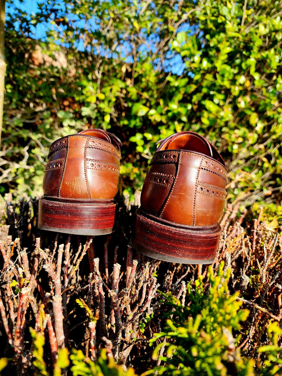 Photo by Janbiya on November 29, 2025 of the Carmina Long Wing Blucher Shoes 532 in Horween Armagnac Shell Cordovan.