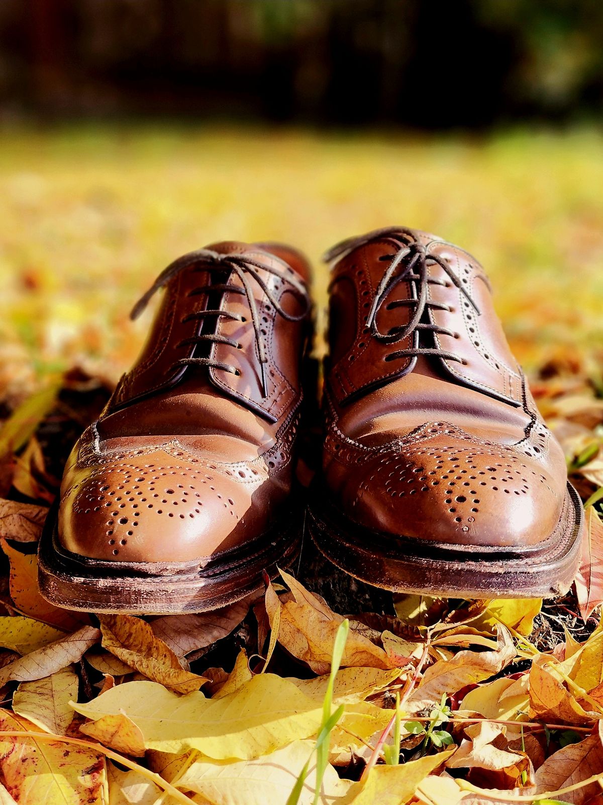 Photo by Janbiya on November 29, 2025 of the Carmina Long Wing Blucher Shoes 532 in Horween Armagnac Shell Cordovan.