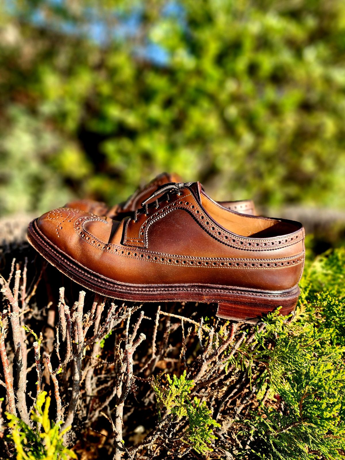 Photo by Janbiya on November 29, 2025 of the Carmina Long Wing Blucher Shoes 532 in Horween Armagnac Shell Cordovan.
