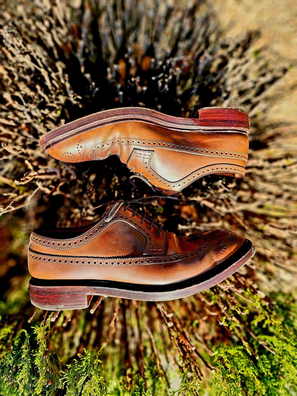Photo by Janbiya on November 29, 2025 of the Carmina Long Wing Blucher Shoes 532 in Horween Armagnac Shell Cordovan.