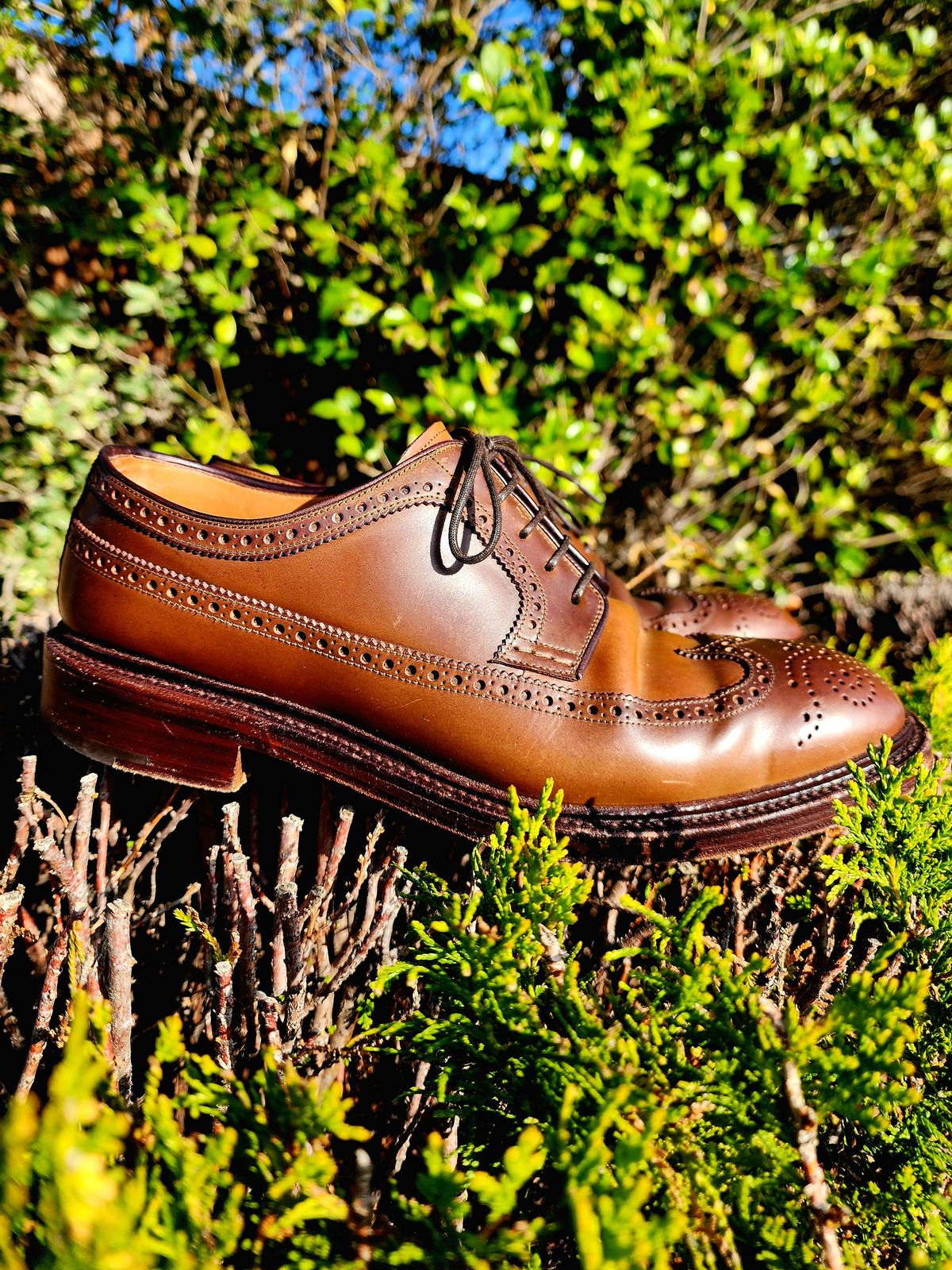 Photo by Janbiya on November 29, 2025 of the Carmina Long Wing Blucher Shoes 532 in Horween Armagnac Shell Cordovan.