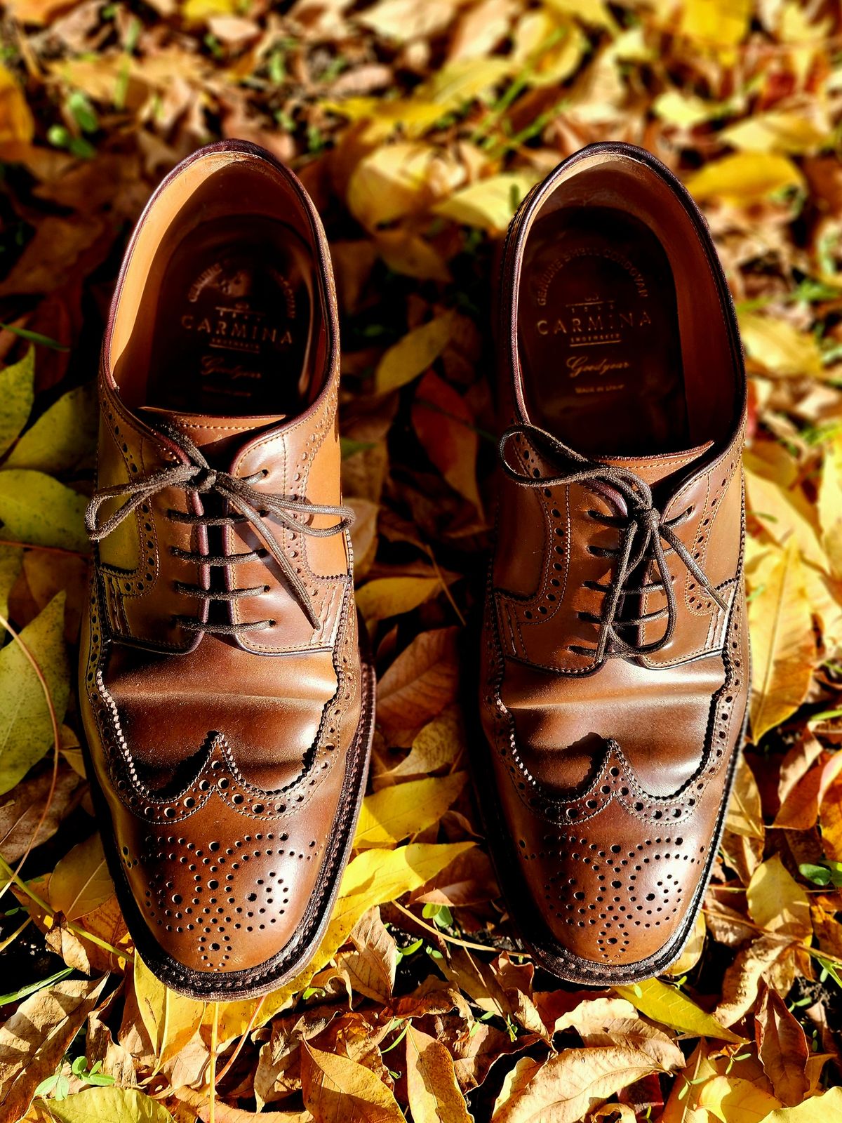 Photo by Janbiya on November 29, 2025 of the Carmina Long Wing Blucher Shoes 532 in Horween Armagnac Shell Cordovan.