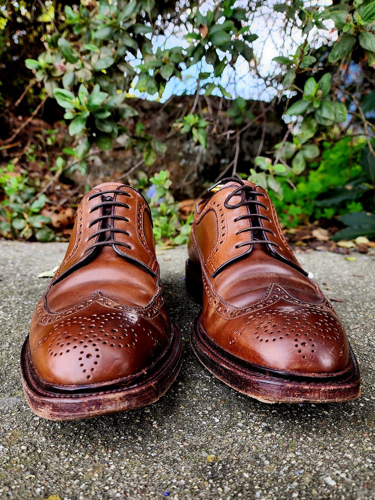 Photo by Janbiya on February 1, 2026 of the Carmina Long Wing Blucher Shoes 532 in Horween Armagnac Shell Cordovan.