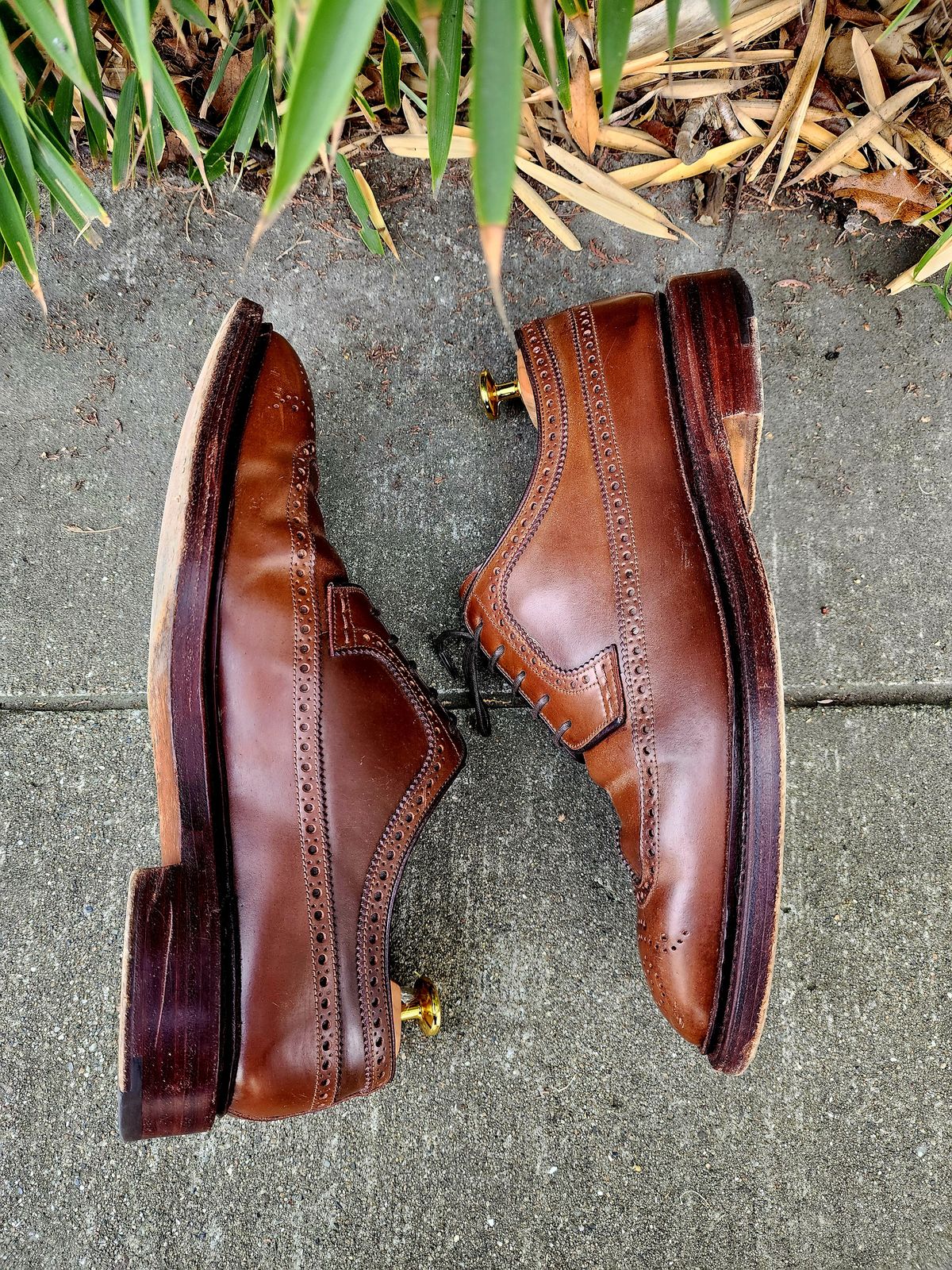 Photo by Janbiya on February 1, 2026 of the Carmina Long Wing Blucher Shoes 532 in Horween Armagnac Shell Cordovan.
