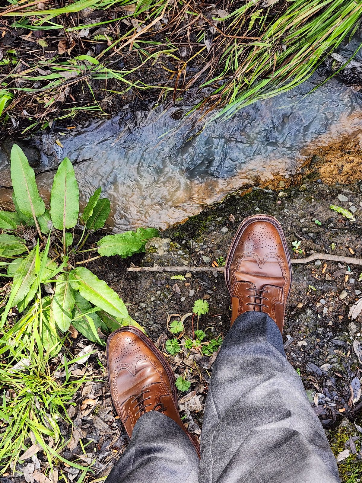 Photo by Janbiya on February 20, 2026 of the Carmina Long Wing Blucher Shoes 532 in Horween Armagnac Shell Cordovan.