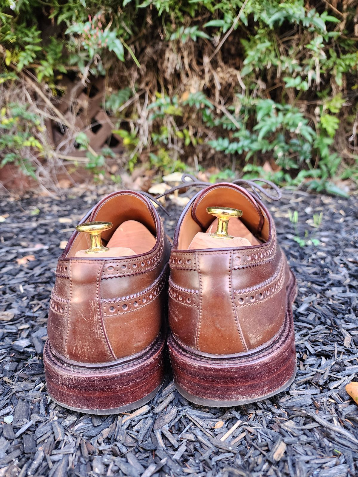 Photo by Janbiya on March 1, 2026 of the Carmina Long Wing Blucher Shoes 532 in Horween Armagnac Shell Cordovan.