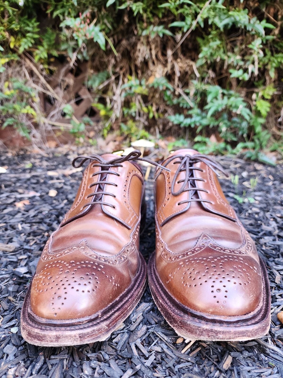 Photo by Janbiya on March 1, 2026 of the Carmina Long Wing Blucher Shoes 532 in Horween Armagnac Shell Cordovan.