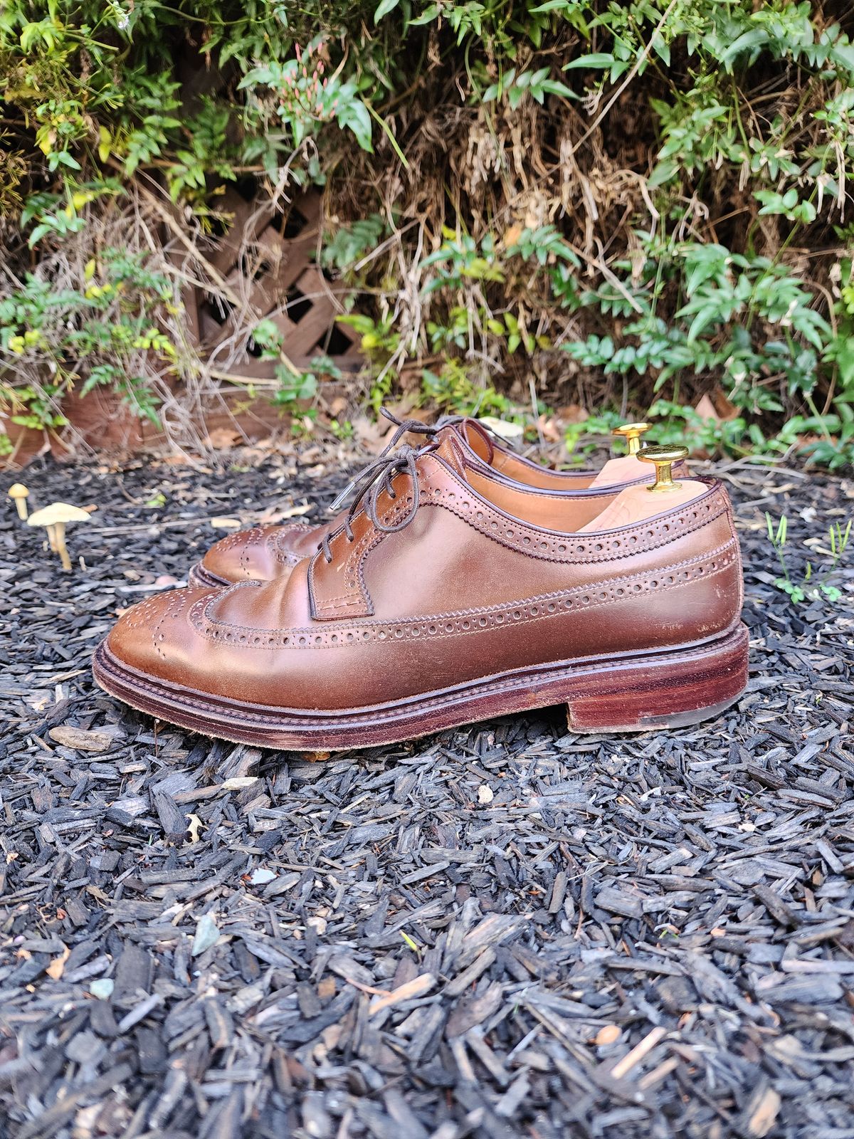Photo by Janbiya on March 1, 2026 of the Carmina Long Wing Blucher Shoes 532 in Horween Armagnac Shell Cordovan.