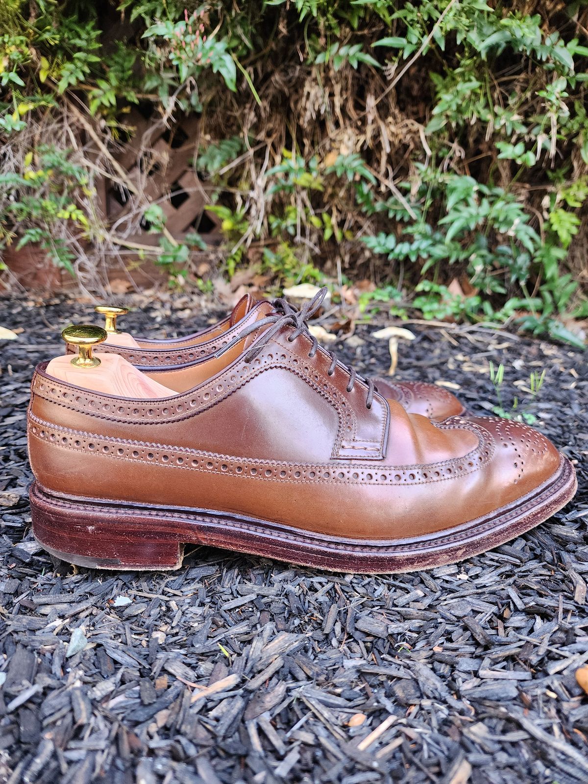 Photo by Janbiya on March 1, 2026 of the Carmina Long Wing Blucher Shoes 532 in Horween Armagnac Shell Cordovan.