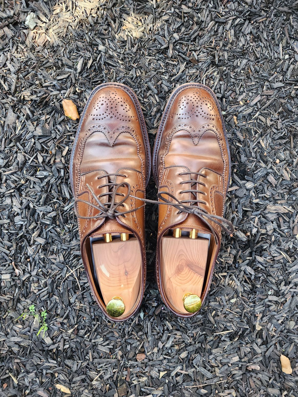 Photo by Janbiya on March 1, 2026 of the Carmina Long Wing Blucher Shoes 532 in Horween Armagnac Shell Cordovan.