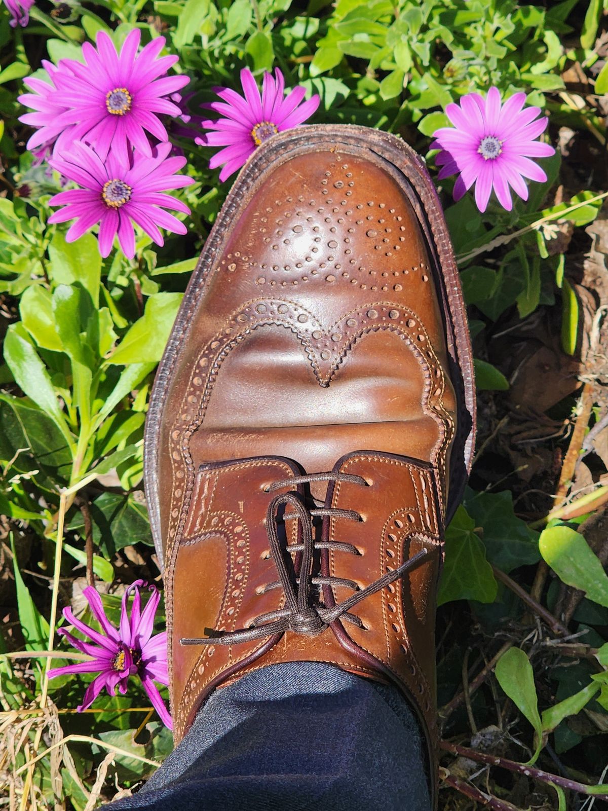 Photo by Janbiya on March 10, 2026 of the Carmina Long Wing Blucher Shoes 532 in Horween Armagnac Shell Cordovan.
