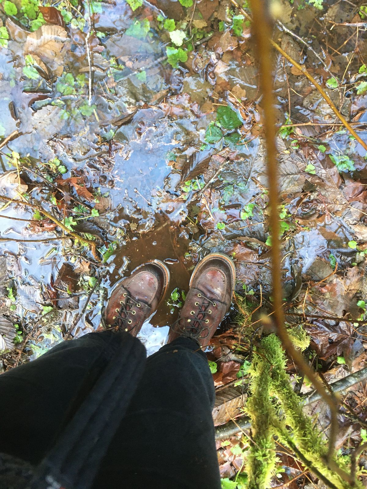 Photo by mossy on January 24, 2020 of the Thorogood American Heritage 8" Moc Toe in Tobacco Gladiator Oil-Tanned.