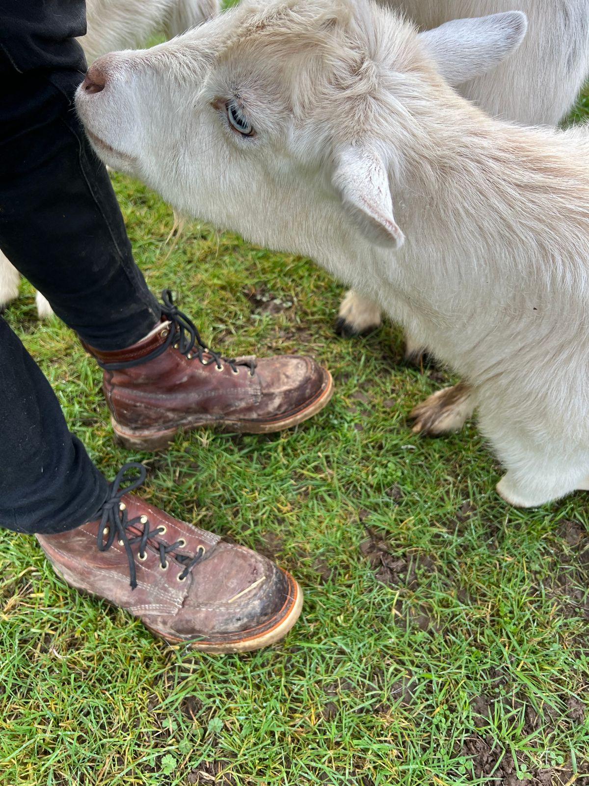 Photo by mossy on February 20, 2024 of the Thorogood American Heritage 8" Moc Toe in Tobacco Gladiator Oil-Tanned.