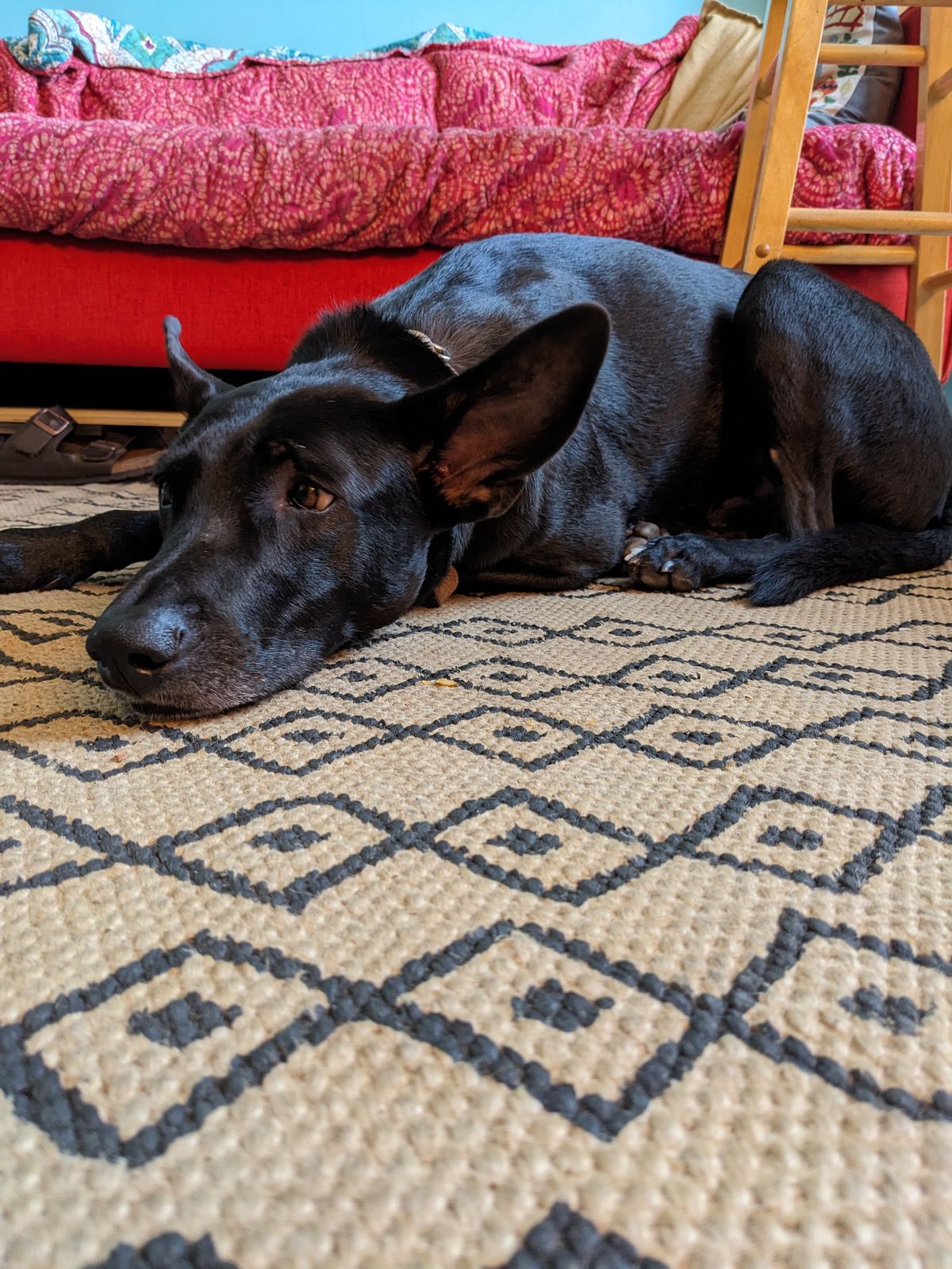 Photo by olivialocke on November 4, 2025 of the Self-Made Dog Collar in Horween Double Horse Front.