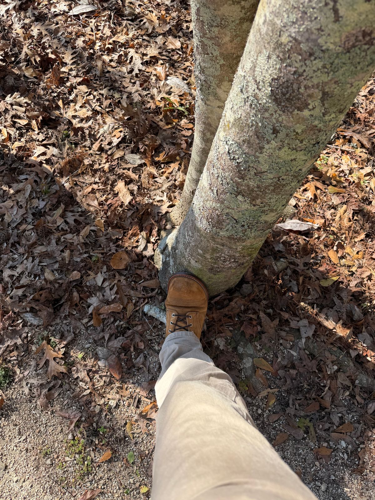 Photo by Peter on December 25, 2025 of the Red Wing Iron Ranger in S.B. Foot Hawthorne Muleskinner.