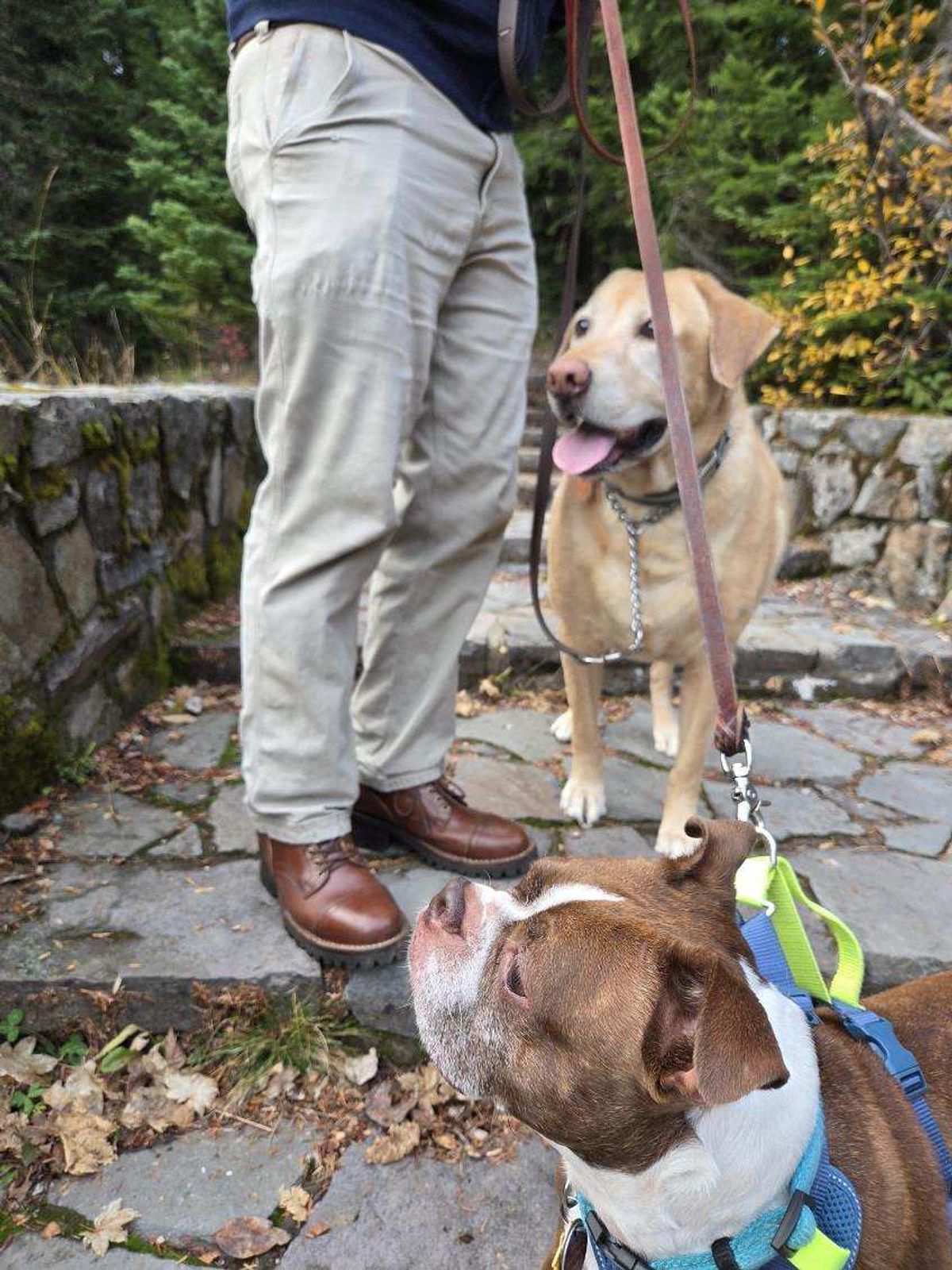 Photo by strykersboots on November 12, 2025 of the Thursday Challenger in Toscanello.