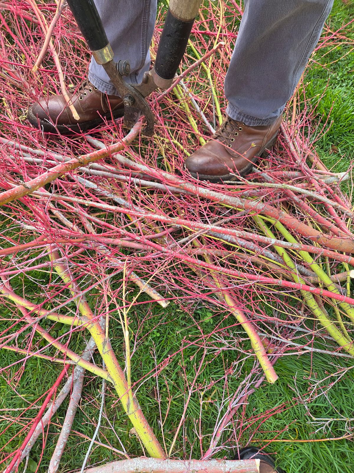 Photo by strykersboots on April 5, 2026 of the Thursday Challenger in Toscanello.