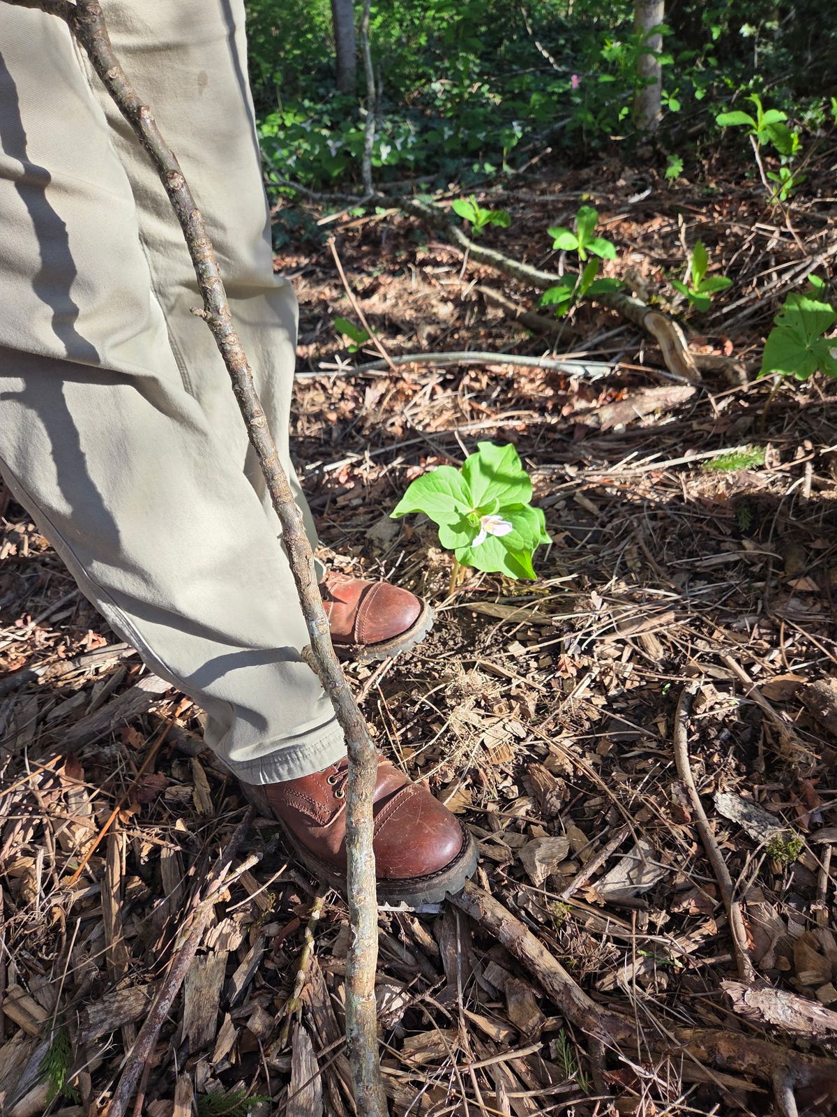 Photo by strykersboots on April 5, 2026 of the Thursday Challenger in Toscanello.
