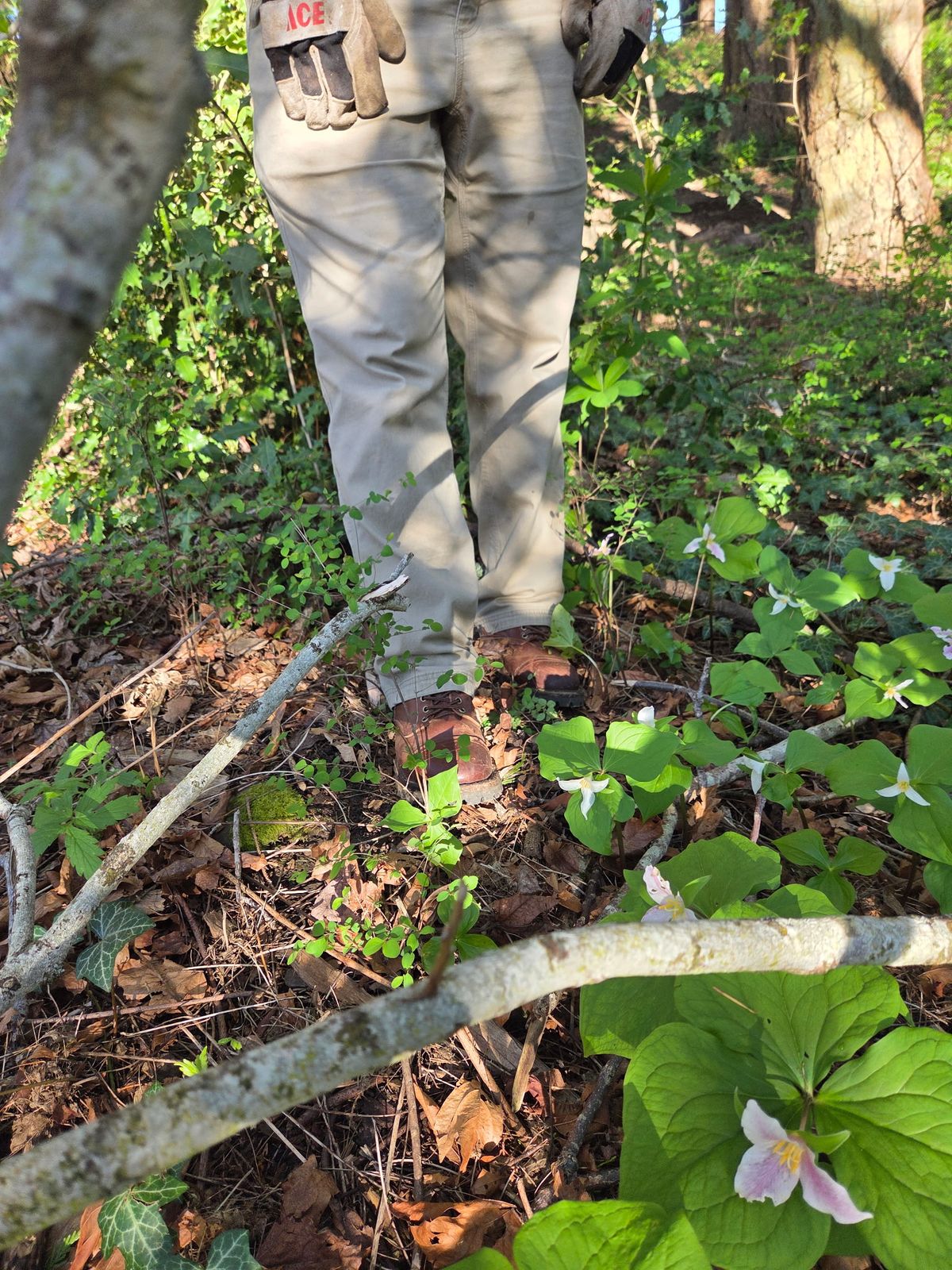 Photo by strykersboots on April 5, 2026 of the Thursday Challenger in Toscanello.