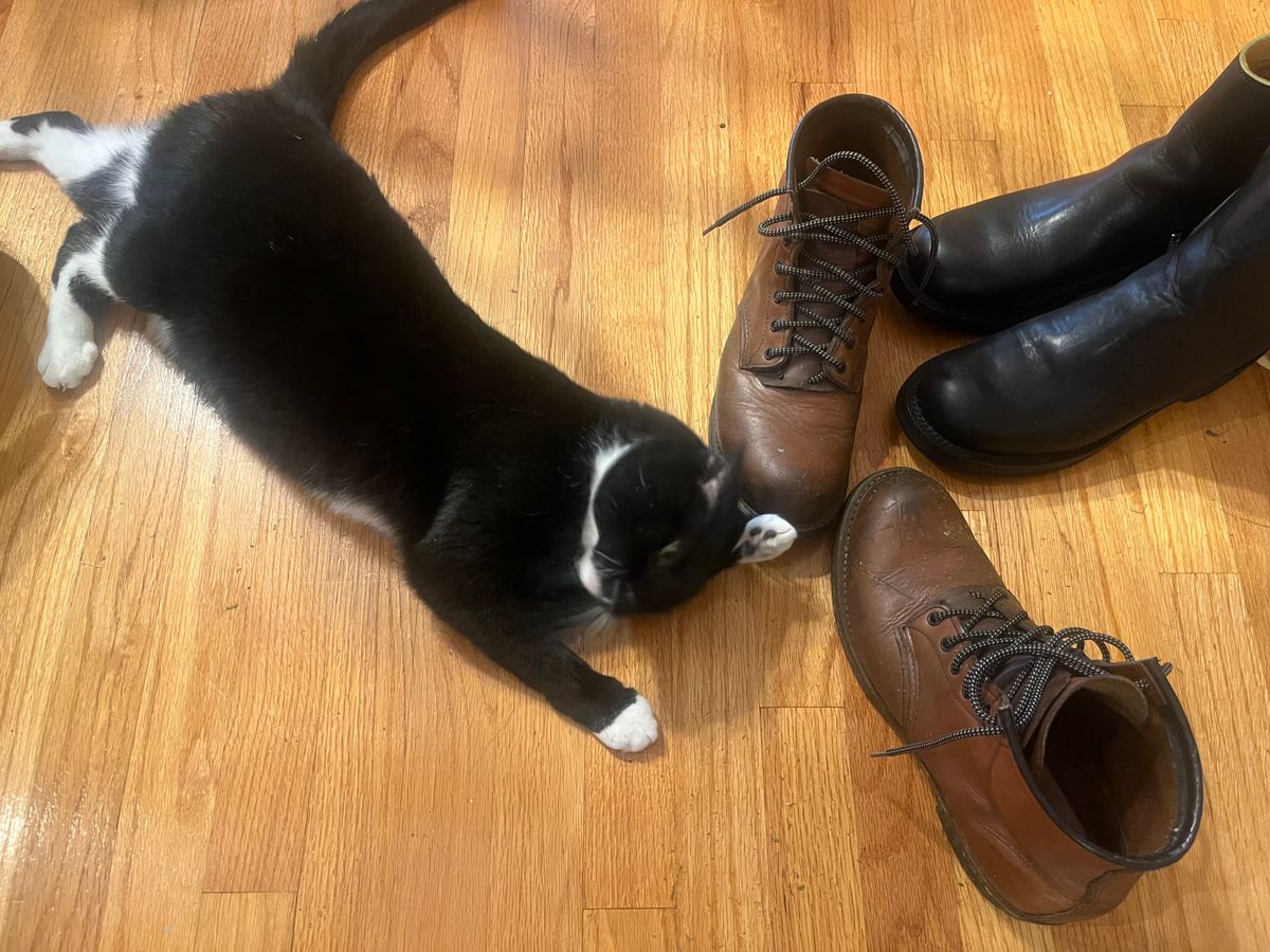 Photo by Kaz on July 5, 2025 of the Red Wing Beckman in S.B. Foot Cigar Featherstone.