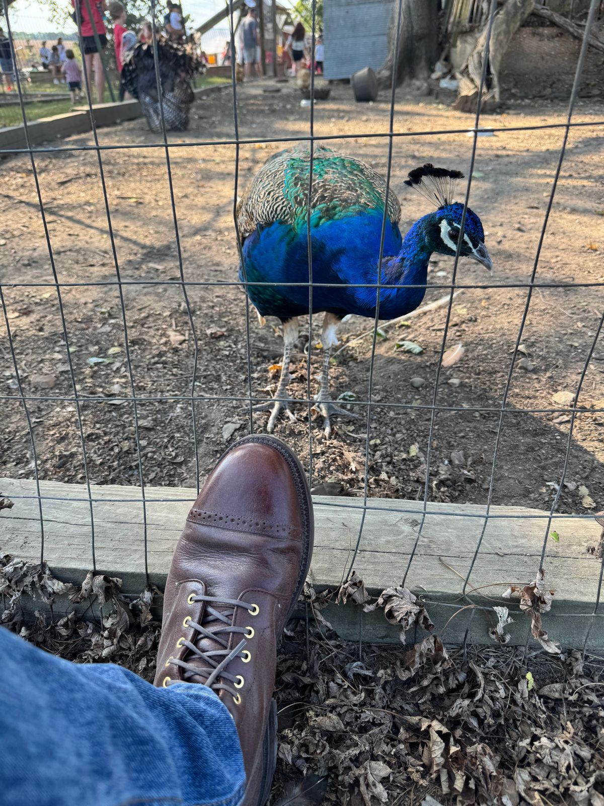 Photo by KingSprinkle on October 3, 2025 of the Grant Stone Garrison Boot in C.F. Stead Crimson Classic Kudu.
