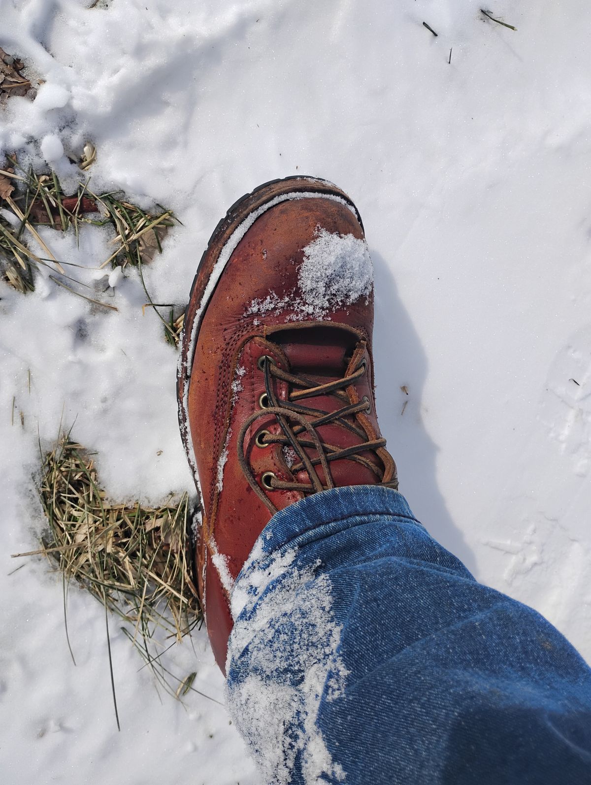 Photo by evsnova74 on January 29, 2026 of the Frank's Boots Front Range in Wickett & Craig Chestnut English Bridle.
