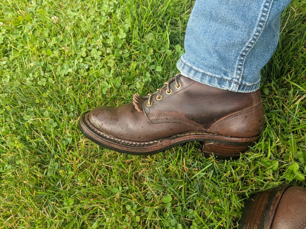 Photo by evsnova74 on June 12, 2025 of the White's Packer in Seidel Brown Oil Tan.