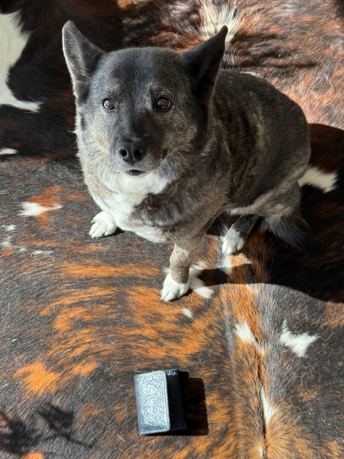 Photo by chris.8888 on March 1, 2026 of the Ashland Leather Trifold Wallet in Horween Black Western Shell Cordovan.