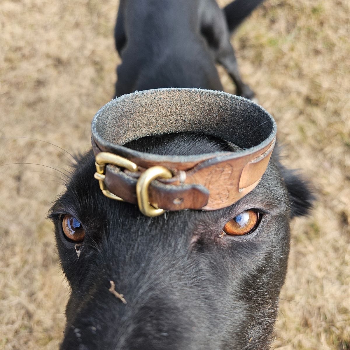Photo by cjelliott on February 4, 2026 of the Harker Leatherworks Natty Veg Cuff in Unknown Natural Veg Tan.