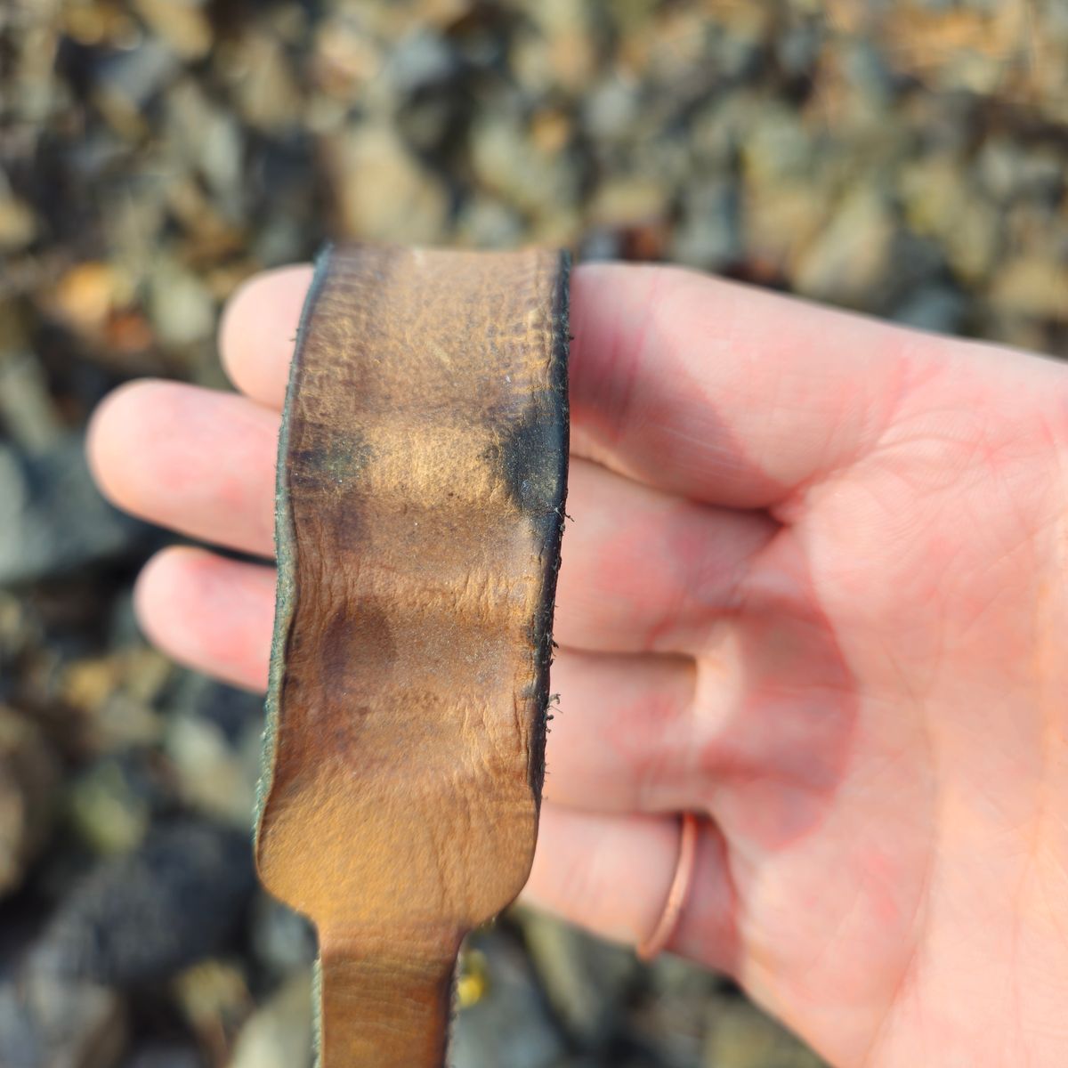 Photo by cjelliott on March 3, 2026 of the Harker Leatherworks Natty Veg Cuff in Unknown Natural Veg Tan.