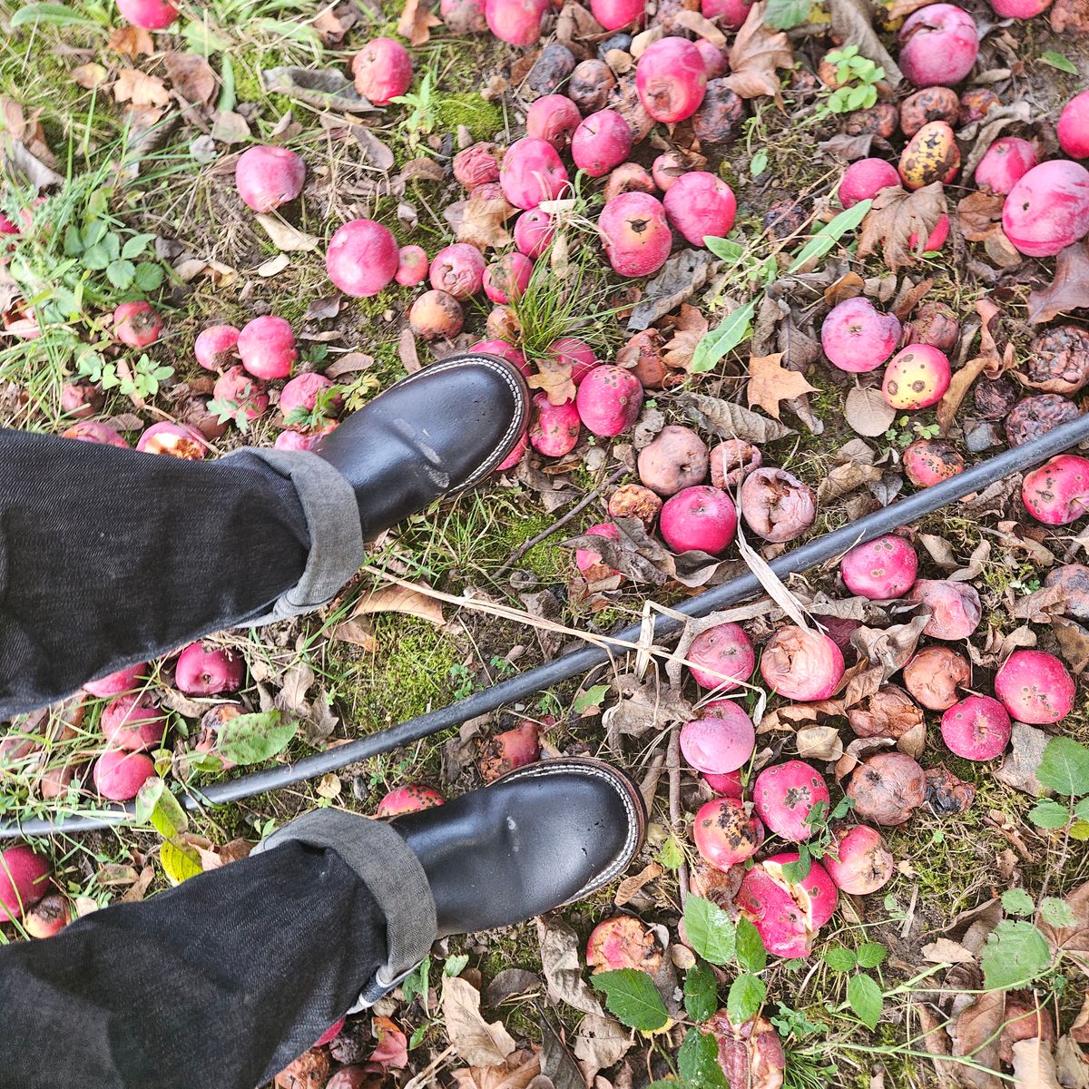 Photo by cjelliott on October 18, 2025 of the Nicks Nicks X Carl Murawski - Vintage Engineer in Horween Black Waxed Flesh.
