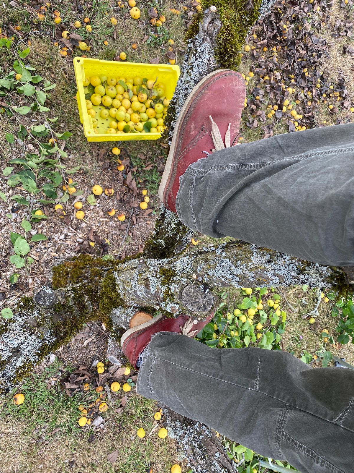Photo by geckotrekker on August 17, 2025 of the Duckfeet Jylland in Granate Terracare.