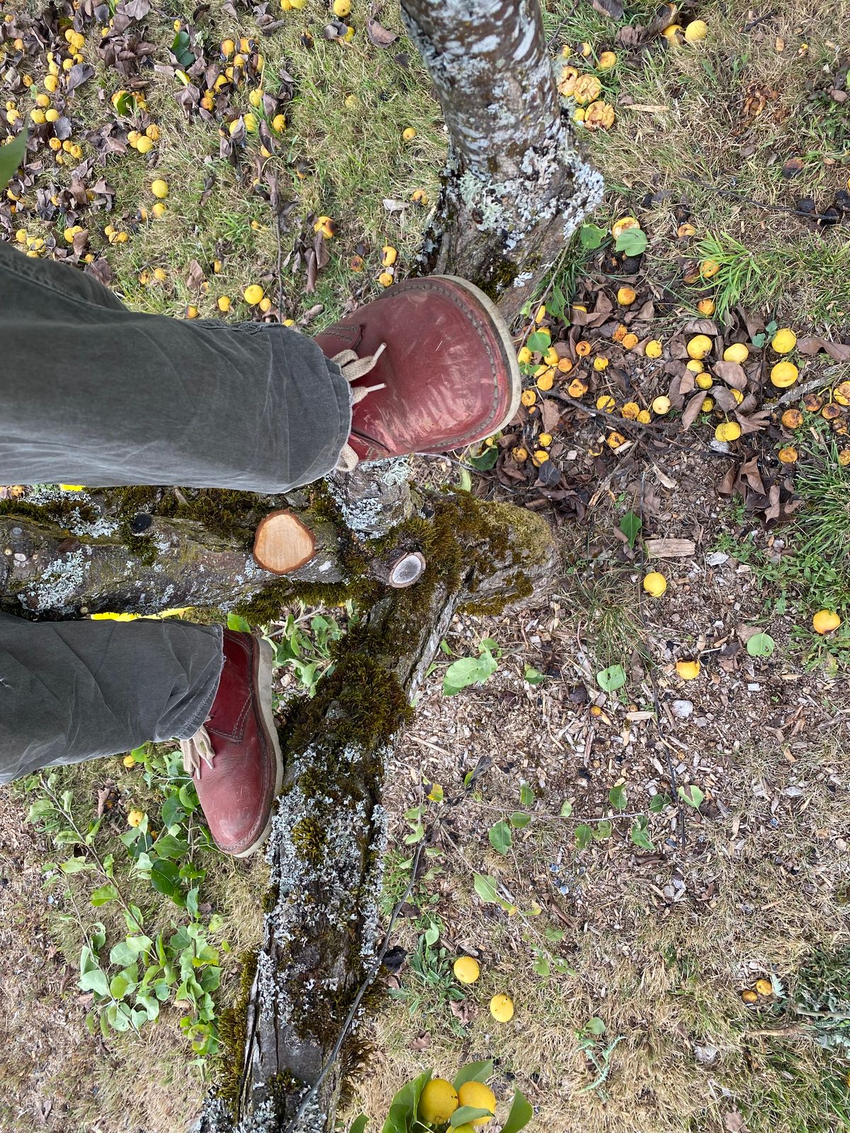 Photo by geckotrekker on August 17, 2025 of the Duckfeet Jylland in Granate Terracare.