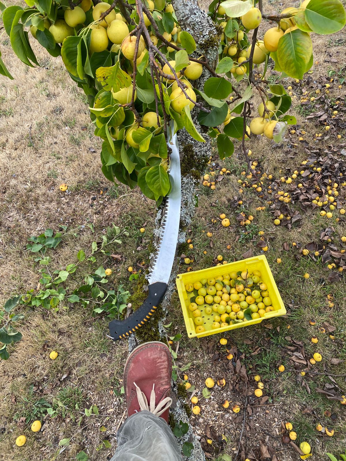 Photo by geckotrekker on August 17, 2025 of the Duckfeet Jylland in Granate Terracare.