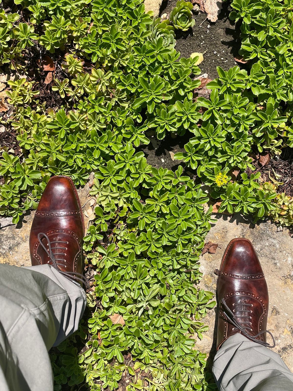 Photo by AmericanFlo on July 24, 2025 of the Blkbrd Shoemaker Horacio in Zonta Chestnut Museum Calf.