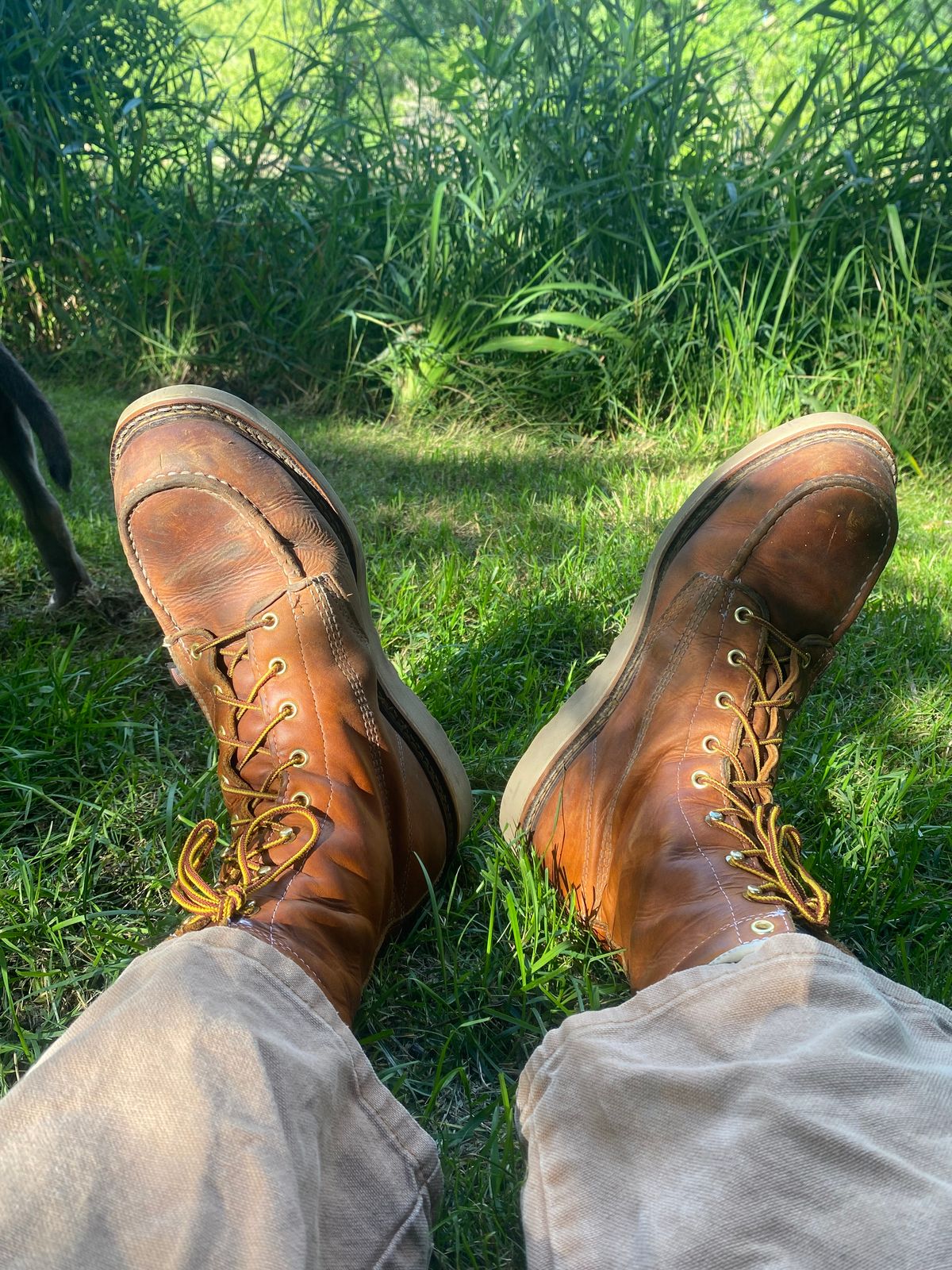 Photo by lolo99 on July 15, 2025 of the Thorogood 8" Moc Toe in Tobacco Gladiator Oil-Tanned.