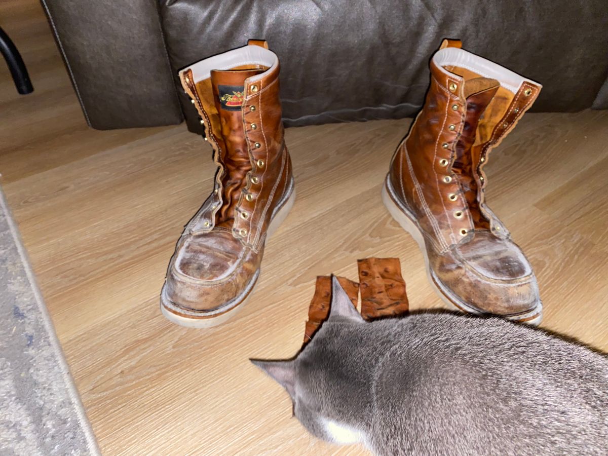 Photo by lolo99 on November 4, 2025 of the Thorogood 8" Moc Toe in Tobacco Gladiator Oil-Tanned.