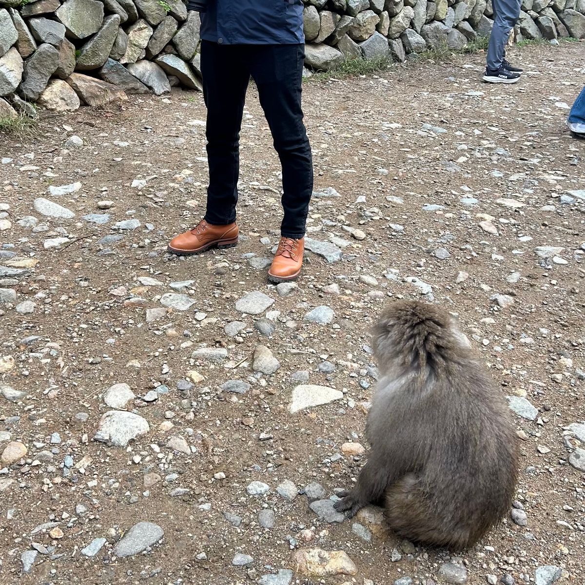 Photo by jdsw20 on November 28, 2025 of the Nicks Parkhurst V3 in Horween Light Natural Dublin.