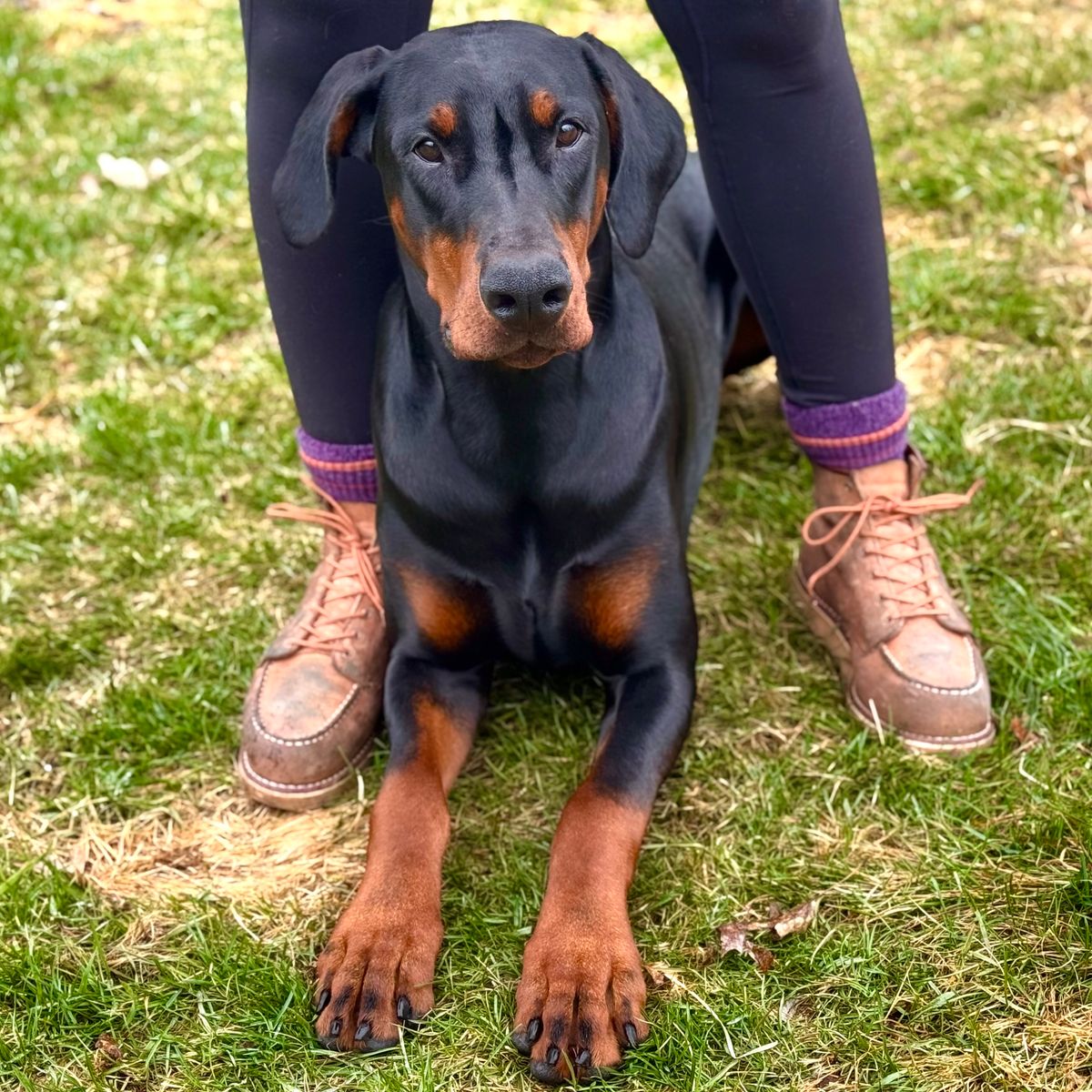 Photo by jbiondo on April 5, 2025 of the Red Wing 6-Inch Classic Moc in S.B. Foote Dusty Rose Abilene.