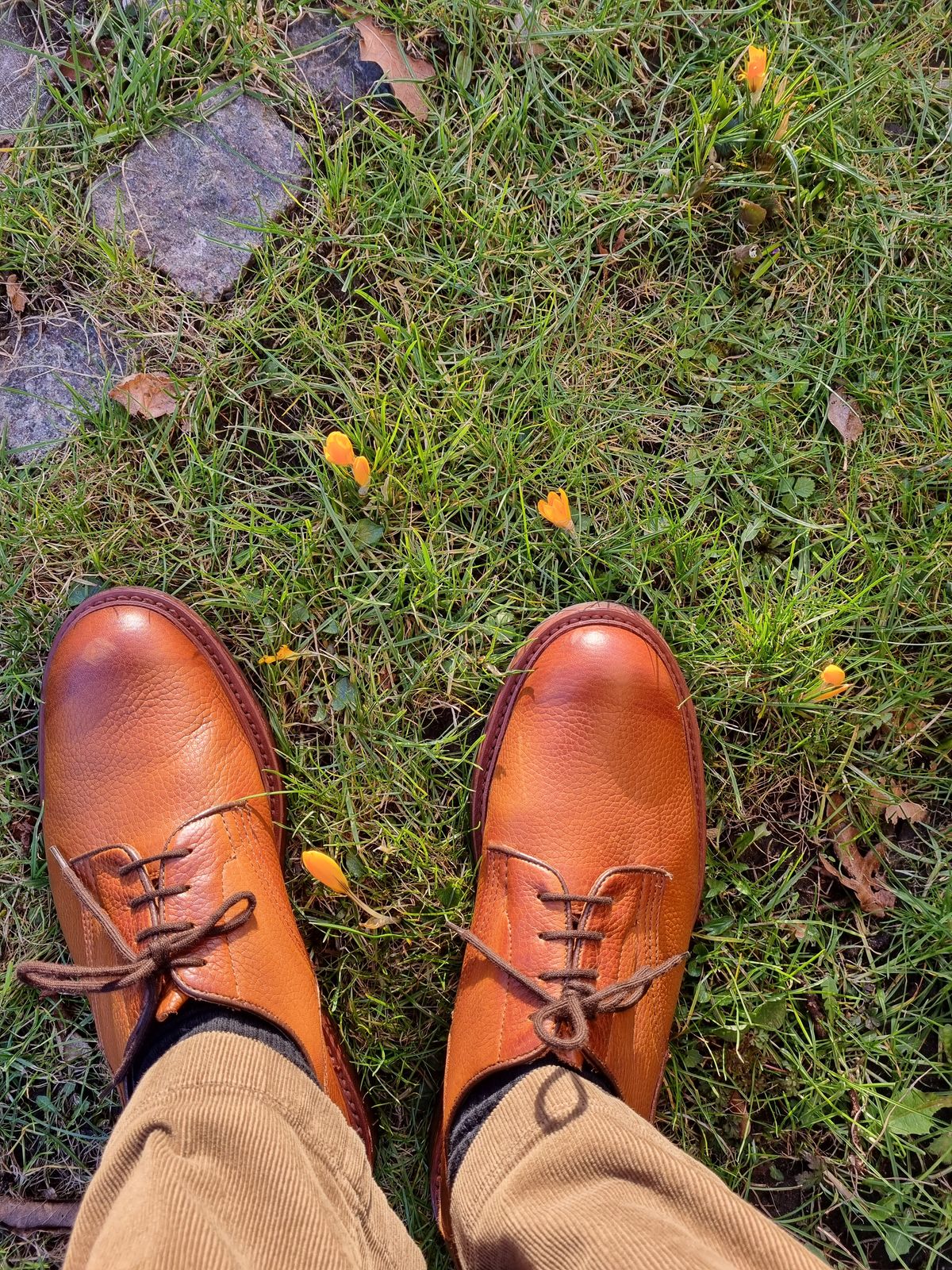 Photo by JSD on March 1, 2025 of the Tricker's Woodstock Derby in Marron Muflone.
