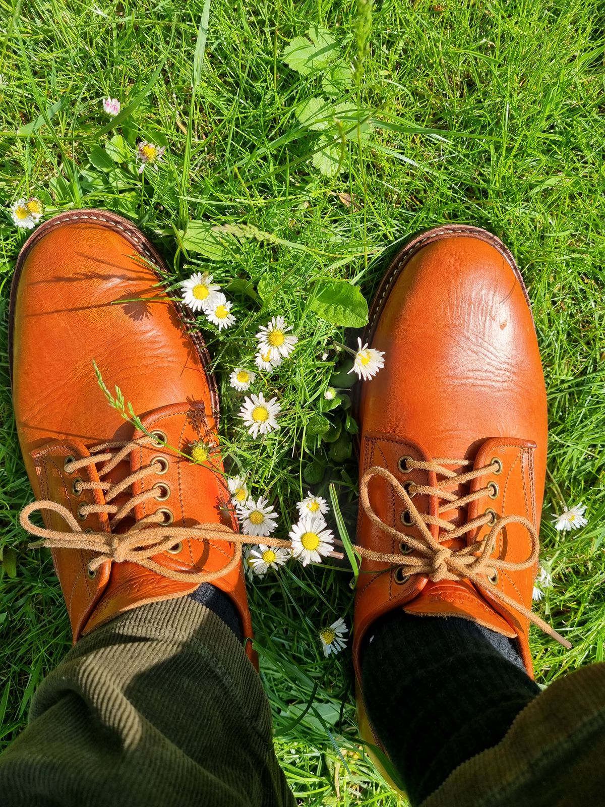 Photo by JSD on June 9, 2025 of the Jakkrabbits Derby Shoes in Badalassi Carlo Olmo Minerva.